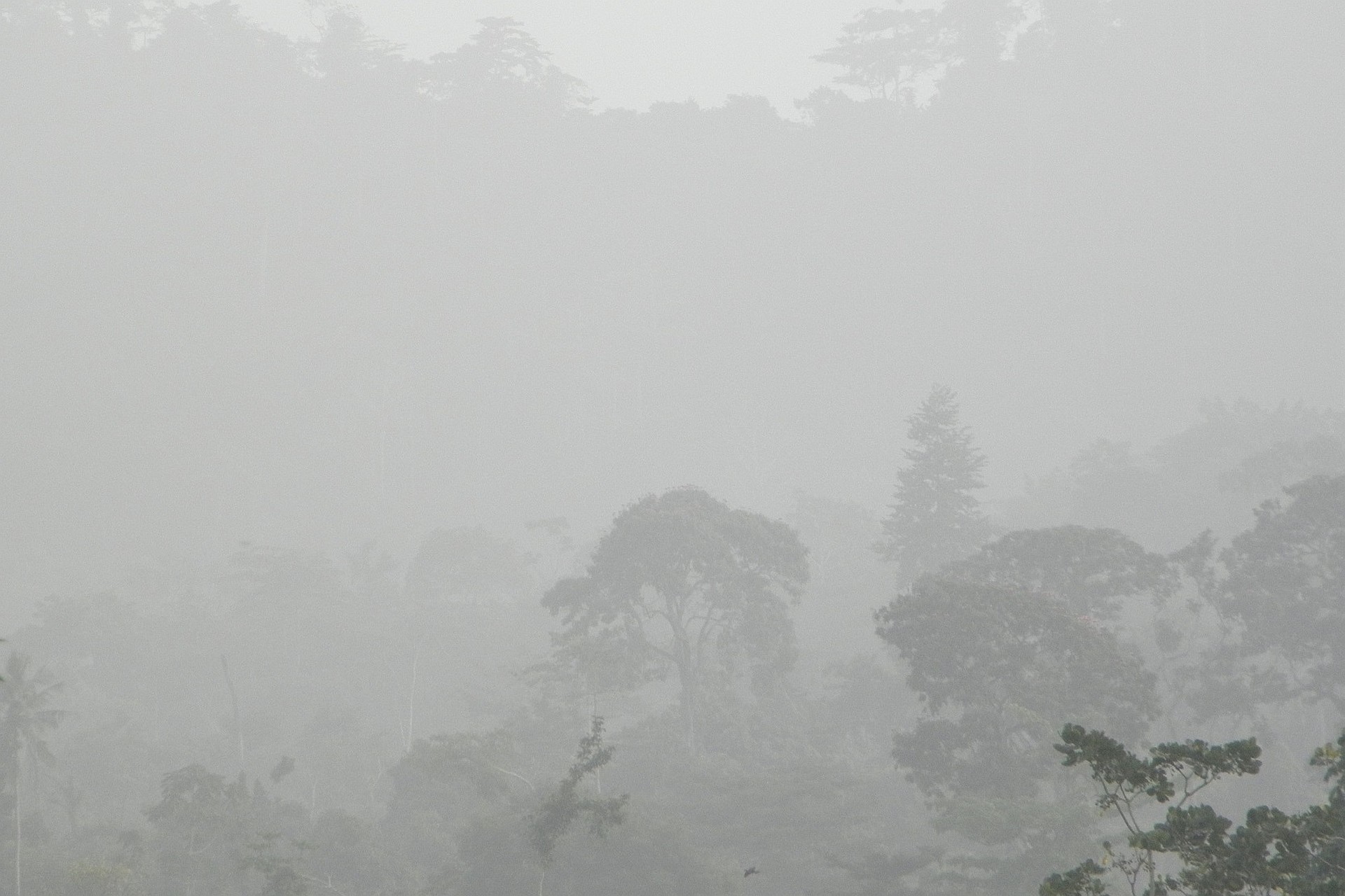 Nebel Regen Wald